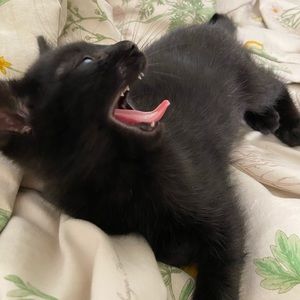 Meet your Posher, Stella